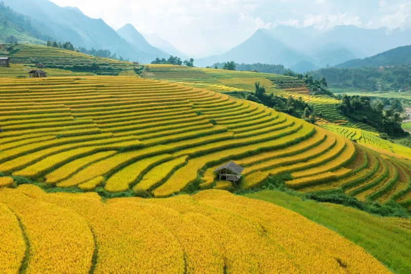 Du Lịch Sapa – Vùng Đất Của Những Thửa Ruộng Bậc Thang